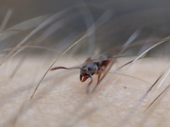 Hypoponera opaciceps