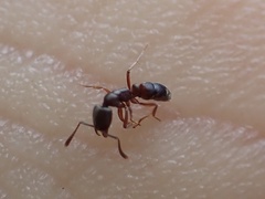 Hypoponera opaciceps