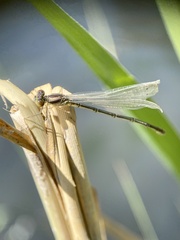Erythromma viridulum