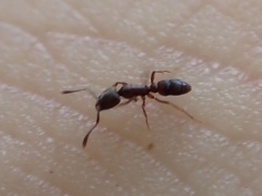 Hypoponera opaciceps