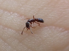 Hypoponera opaciceps