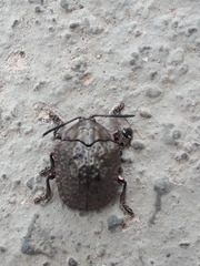 Polychalca aerea