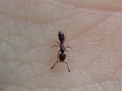 Hypoponera opaciceps