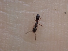 Hypoponera opaciceps