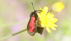 Zygaena minos