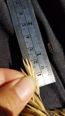 Bromus catharticus catharticus