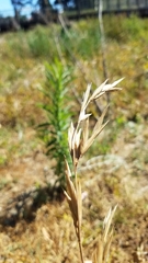 Bromus catharticus catharticus