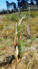 Bromus catharticus catharticus