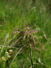 Selinum pyrenaeum