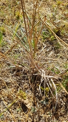Bromus catharticus catharticus