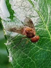 Chrysopilus luteolus