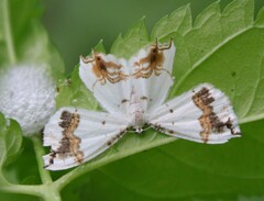 Eversmannia exornata