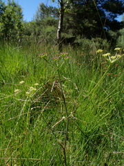 Selinum pyrenaeum