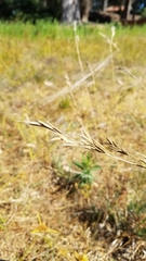 Bromus carinatus