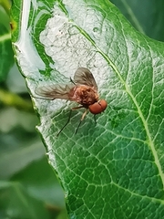 Chrysopilus luteolus