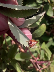 Blepharida