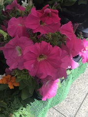 Petunia × atkinsiana