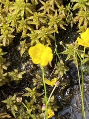 Utricularia striata