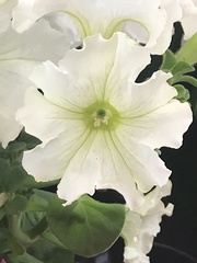 Petunia × atkinsiana