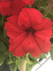 Petunia × atkinsiana