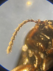 Tachinus pallipes