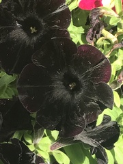 Petunia × atkinsiana