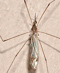 Geranomyia communis