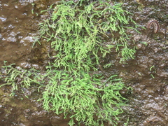 Philonotis capillaris