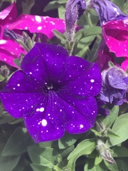 Petunia × atkinsiana