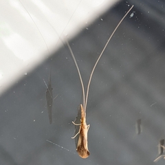 Triaenodes marginatus