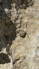 Echinolittorina tuberculata