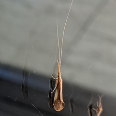 Triaenodes marginatus