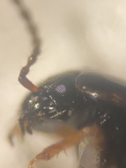 Tachinus pallipes