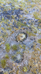 Fissurella barbadensis