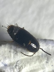 Tachinus pallipes