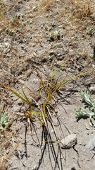Juncus phaeocephalus
