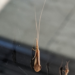 Triaenodes marginatus