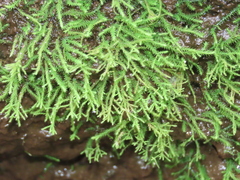 Philonotis capillaris