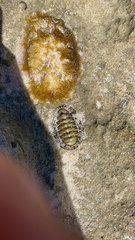 Chiton tuberculatus