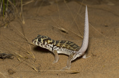 Teratoscincus scincus