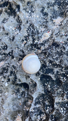 Poecilozonites bermudensis