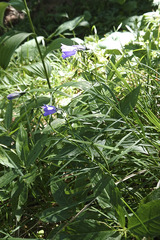 Campanula praesignis