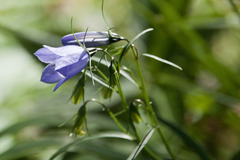 Campanula praesignis