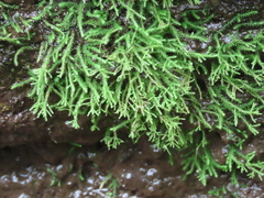 Philonotis capillaris