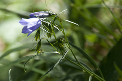 Campanula praesignis