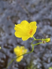 Utricularia striata