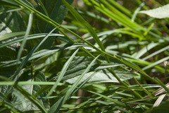 Campanula praesignis