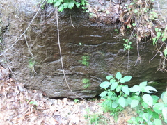 Philonotis capillaris