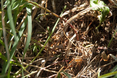 Campanula praesignis
