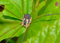 Leiobunum bimaculatum